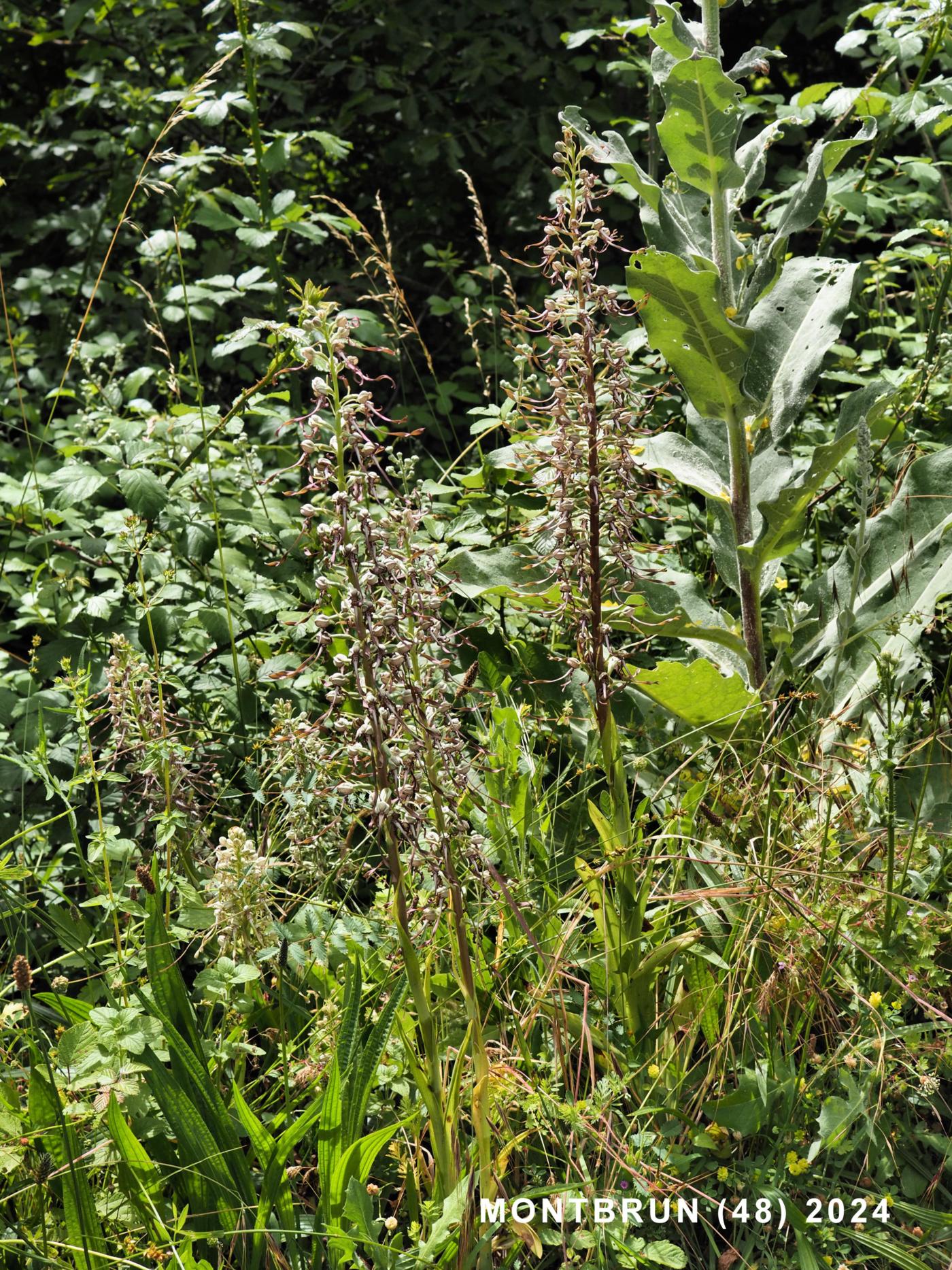 Orchid, Lizard plant